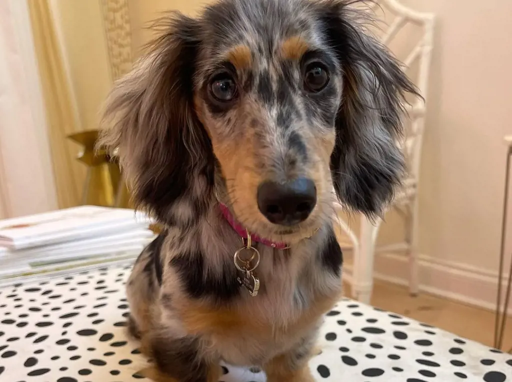  Minnie Medders wished happy Tuesday to all of his fellow weenies on June 22