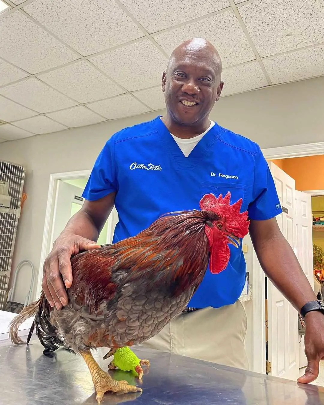 Ferguson was able to treat a Rooster by removing one of his toes; the toe that was removed was infected and suffering from Osteolysis